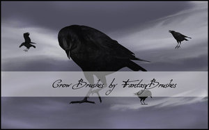 animals birds crows