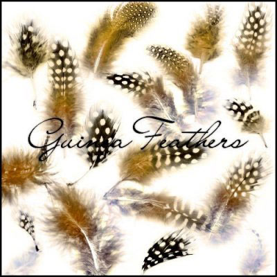 feathers birds guinea
