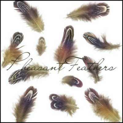 feathers birds pheasants