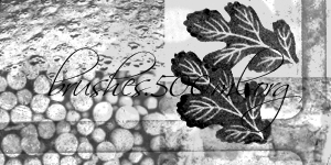 végétal plantes feuilles nature graines