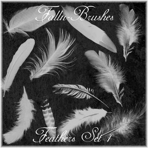 feathers birds