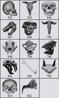anatomie anatomique cranes os T-rex dinosaures singes oiseaux lynx humains médical médecine archeologie