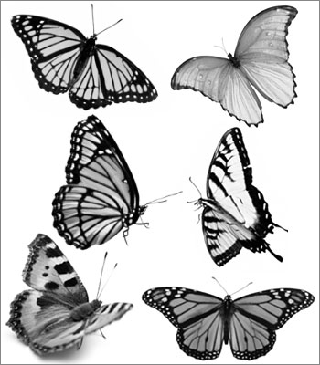 nature animals butterflies butterfly bugs wings