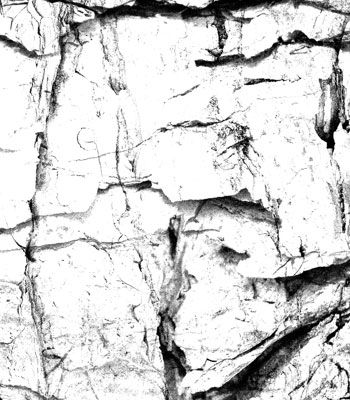 nature trees bark textures vegetal
