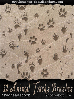 animals nature prints tracks armadillo bear beaver coyote crow deer fox dog housecat human opossum rabbit raccoon squirrel wolf foot