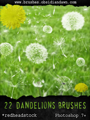 dandelions seeds yellow blow blown wind nature vegetal